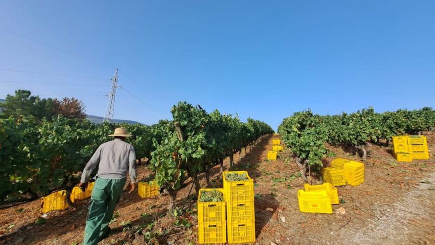 Cinco bodegas de D.O. Ribeiro piden adelantar la vendimia y Godeval arrancó la suya en Valdeorras