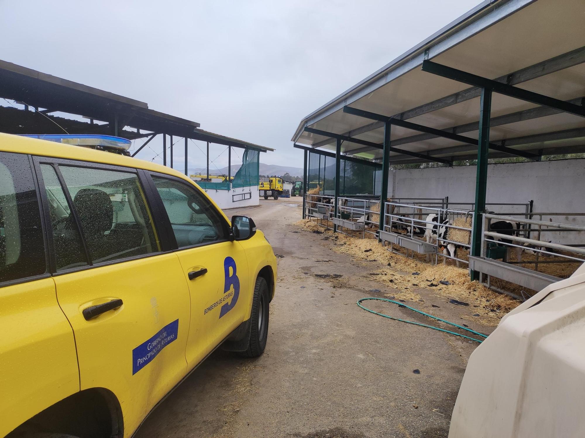 En imágenes: El fuego devora una nave ganadera en Otur (Valdés) y causa daños a un centenar de vacas