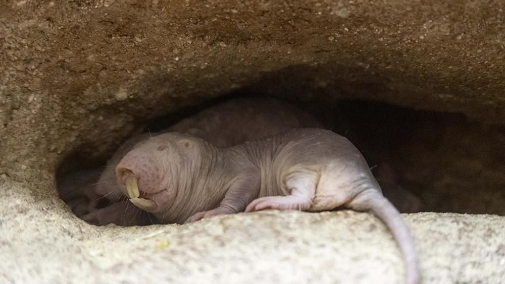 Nacen ratas topo en Bioparc Valencia