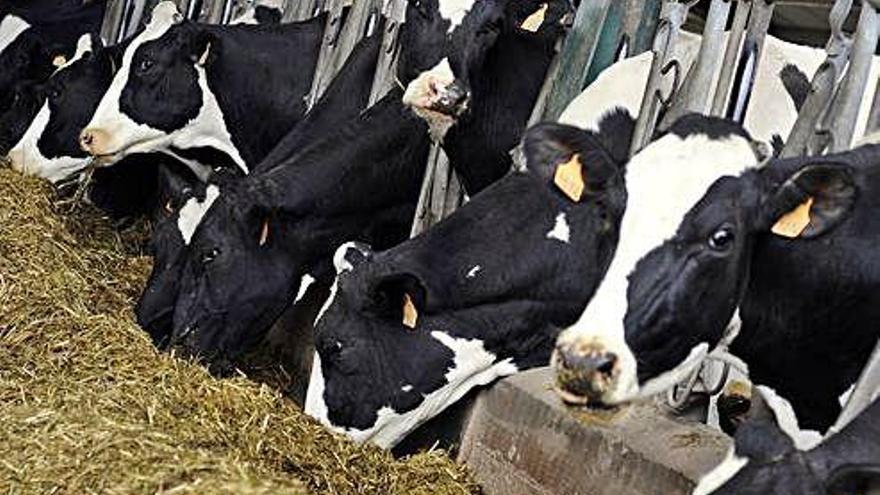 Vacas en una explotación láctea en Galicia.