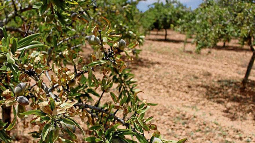 El Govern admite que la Xylella no afecta sólo a almendros viejos o abandonados