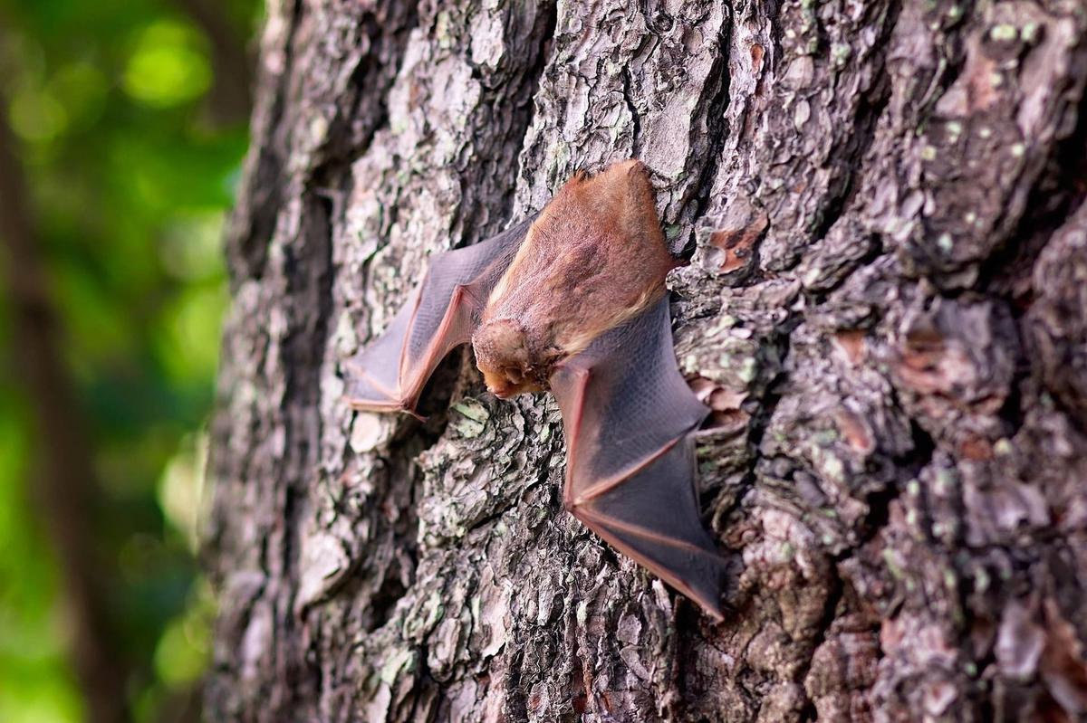 Los murciélagos comen mosquitos, pero también otras cosas