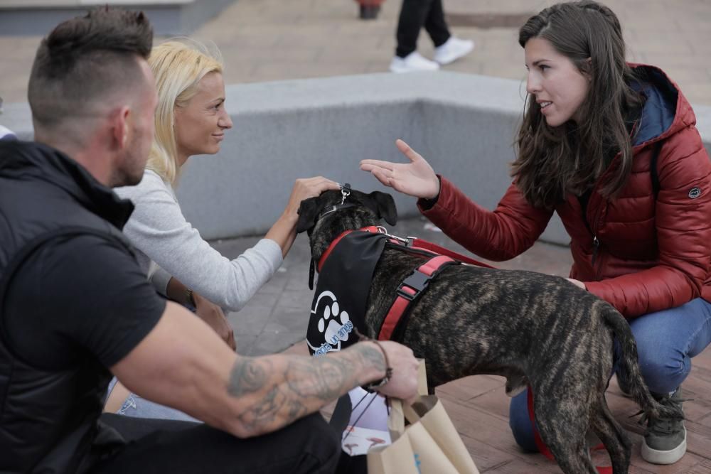 Perros buscan una familia