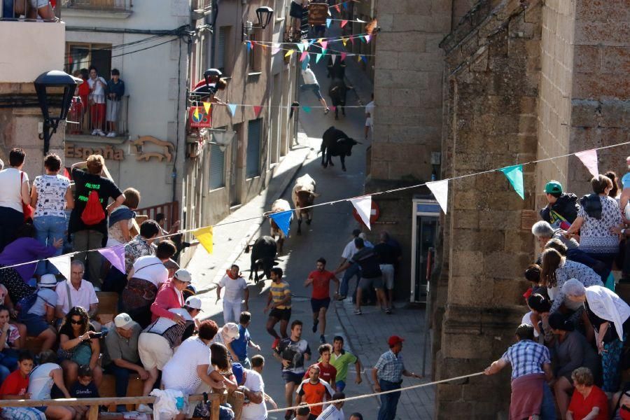 Fiestas en Zamora: Último encierro en Fermoselle