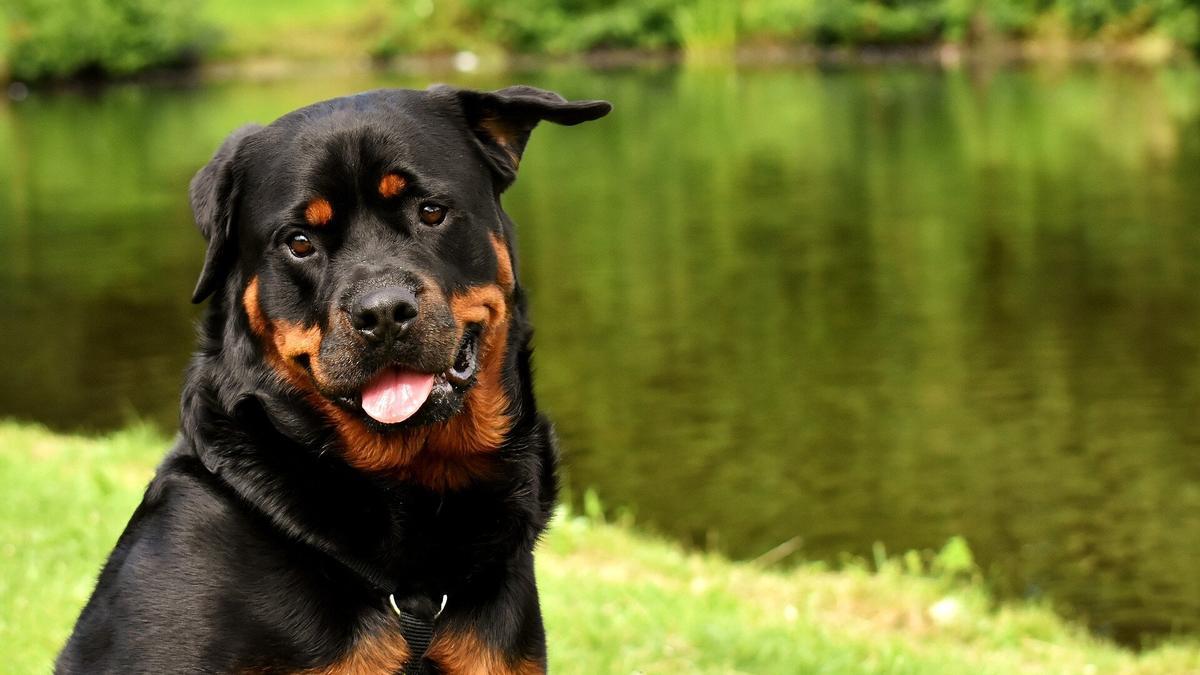 Castrar a los Rottweilers acorta su vida, pero aconsejan seguir haciéndolo