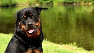 Castrar a los Rottweilers acorta su vida, pero aconsejan seguir haciéndolo