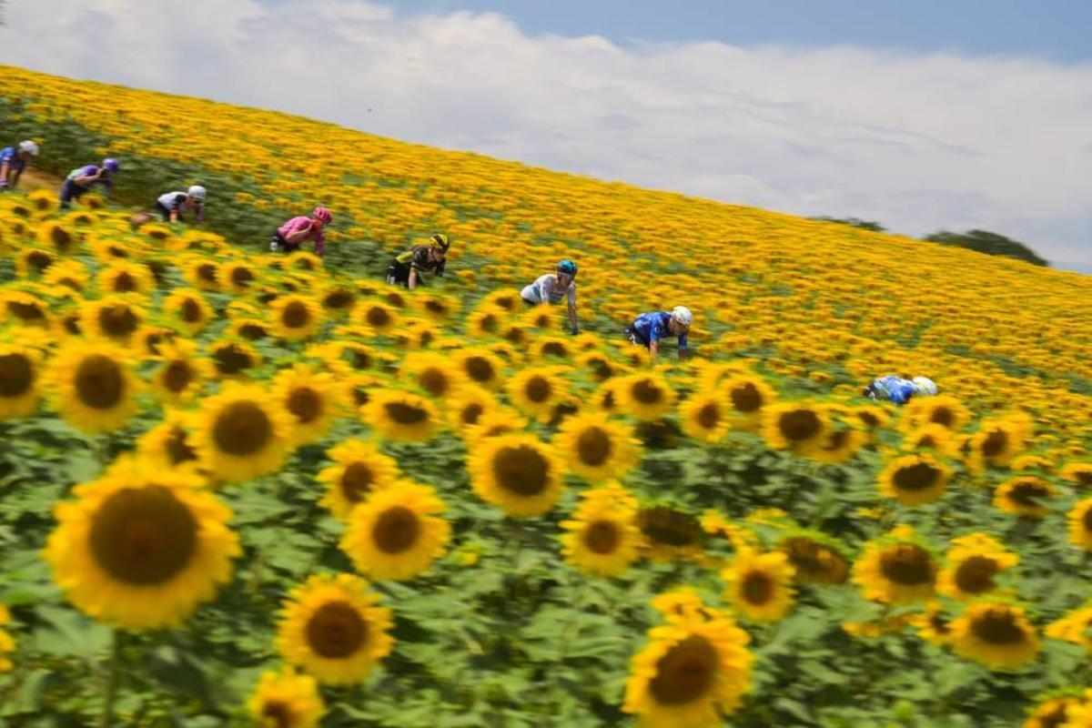 La fuga, entre girasoles.