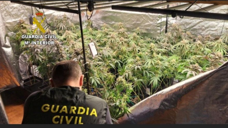 Incautadas 120 plantas de marihuana a un vecino de Oia de 65 años