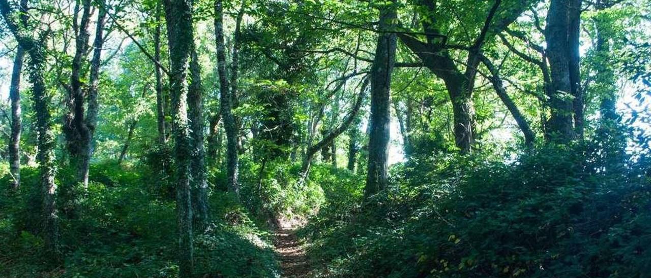 Una de los parajes del bosque situado en la parroquia de Catasós.