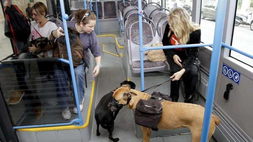 Dos perros en un autobús urbano público.