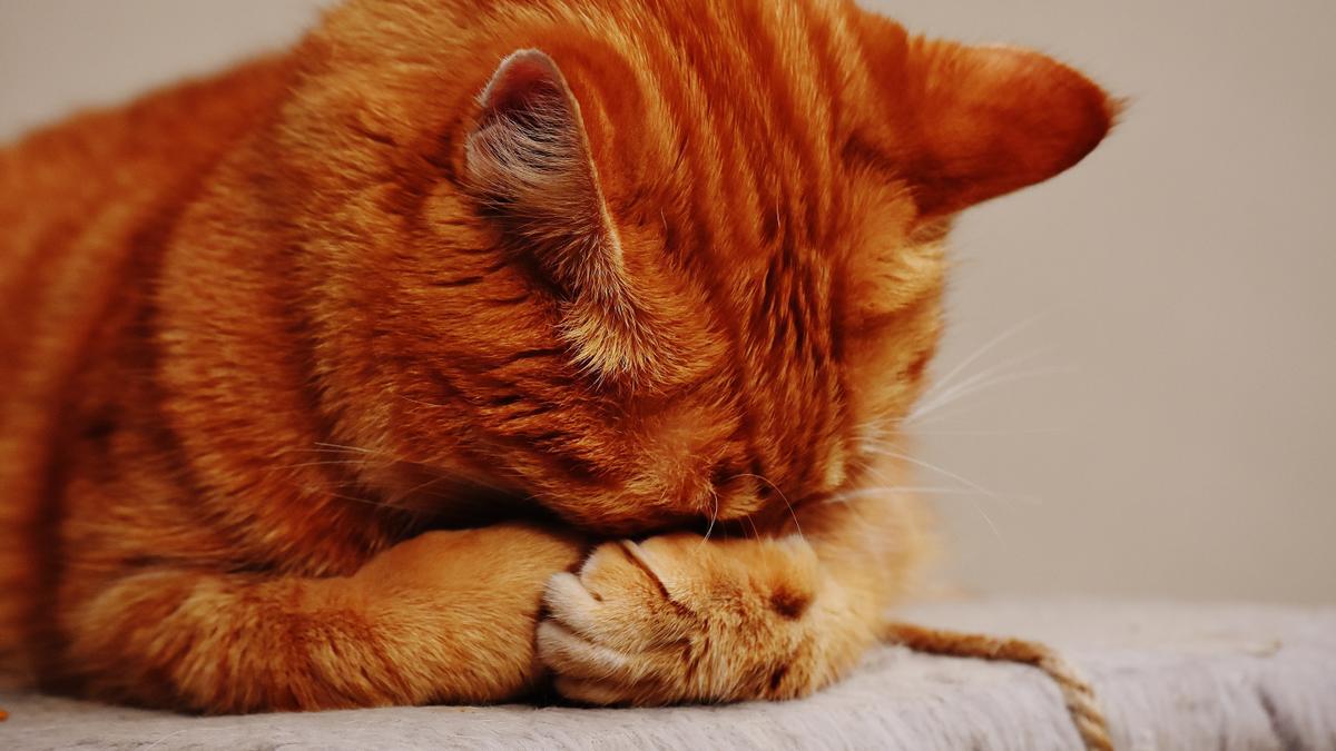 Cuándo se quedan los gatos sin dientes.