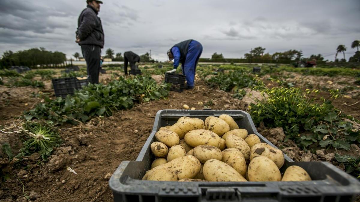 Asaja denuncia el aumento de casos fraude en el etiquetado de frutas y hortalizas