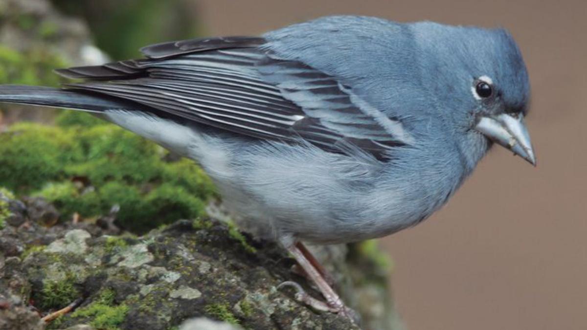 Paraíso para amantes de las aves