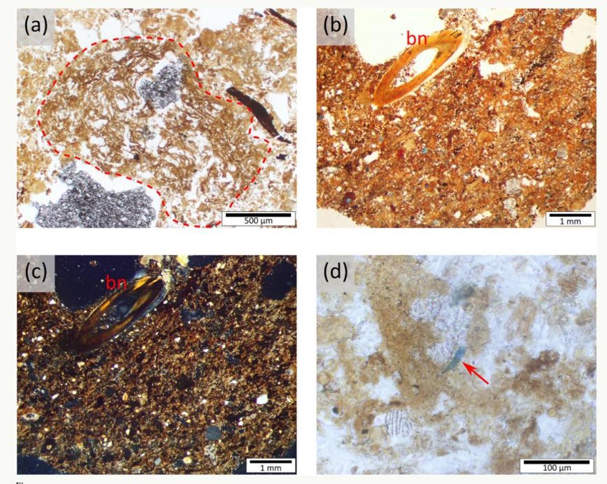 Microfotografías del subnivel VIIId de la Cova Negra, incluidas en el estudio sobre los restos de combustión.