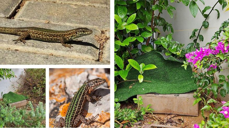 Una notable población de lagartijas ibicencas encuentra refugio en Marina Ibiza. | GROUP IPM