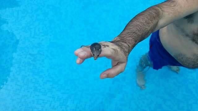 Un ratón en una piscina de Nou Alacant