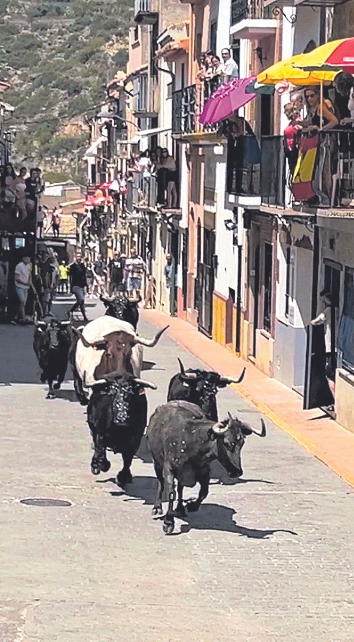 Los toros serán uno de los grandes atractivos de las fiestas de les Useres.