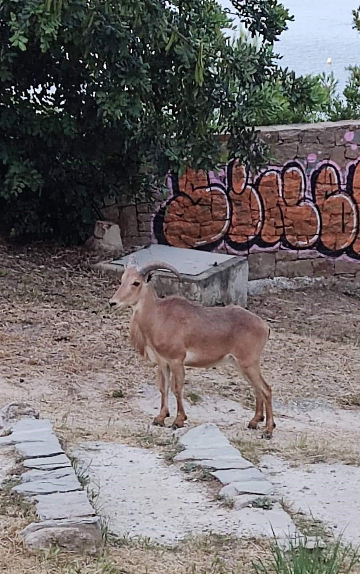 El animal no se mostró para nada esquivo