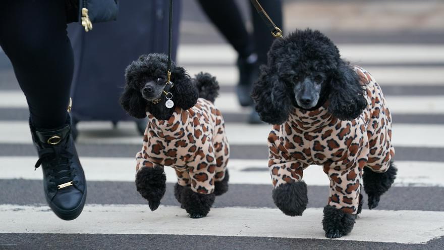 Assegurances de mascotes: En què consisteixen i quines són les seves cobertures?