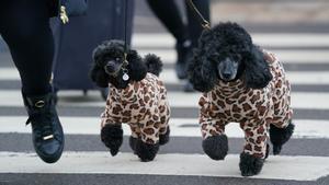 rufts Dog Show in Birmingham 10 March 2022, United Kingdom, Birmingham: A woman walks miniature poodles into the first day of the Crufts Dog Show at the Birmingham National Exhibition Centre (NEC). Photo: Jacob King/PA Wire/dpa