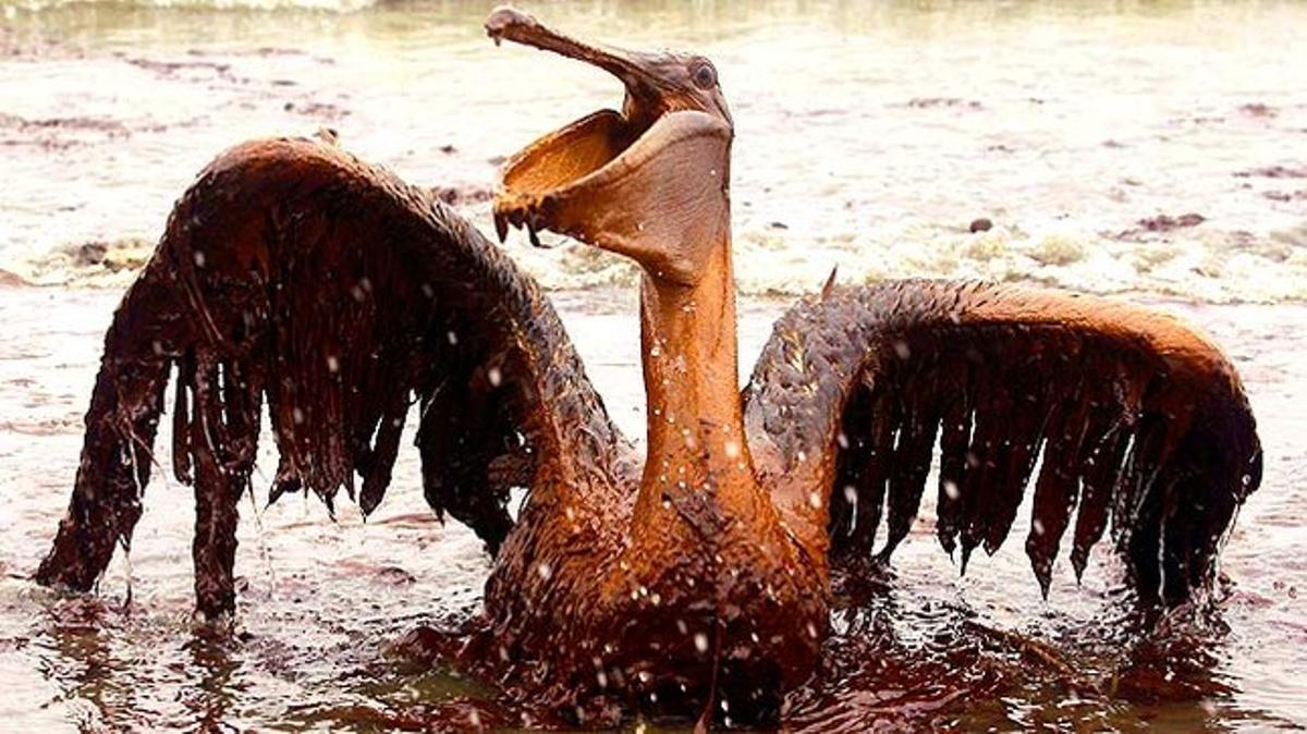 Un pelicà cobert per una densa capa de petroli intenta volar desesperadament. La fuga de cru de la plataforma Deepwater Horizon ha afectat milers d’aus del golf de Mèxic.