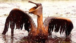 Un pelicà cobert per una densa capa de petroli intenta volar desesperadament. La fuga de cru de la plataforma Deepwater Horizon ha afectat milers d’aus del golf de Mèxic.