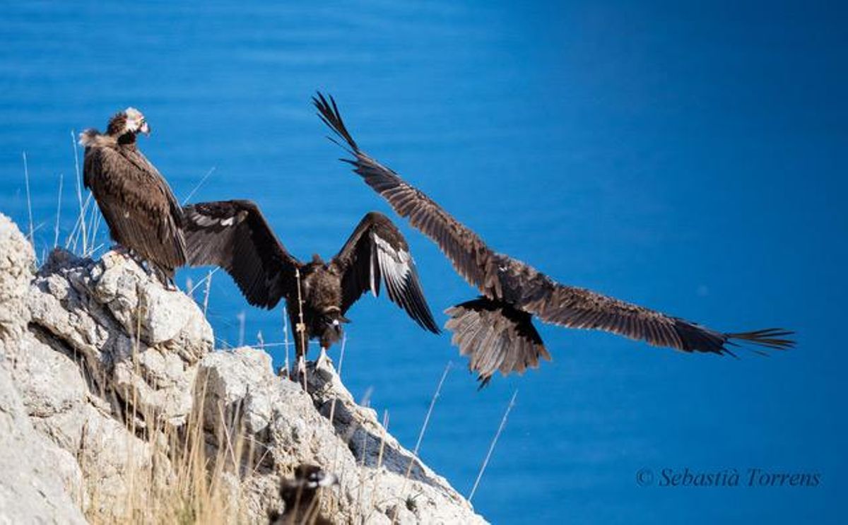 La Fundación Vida Silvestre Mediterránea lidera la conservación del 'voltor negre' en Mallorca