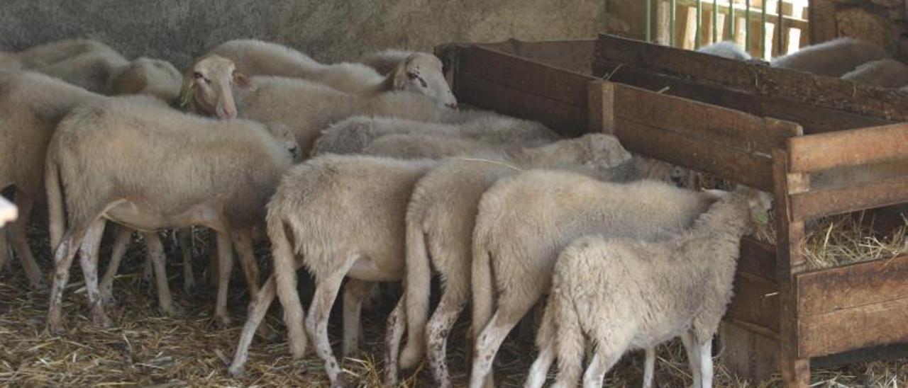 Un corral con ovejas reproductoras y corderos de raza autóctona ibicenca. | V.MARÍ