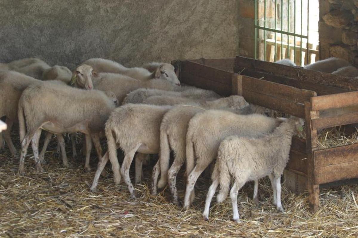 Un corral con ovejas reproductoras y corderos de raza autóctona ibicenca. | V.MARÍ