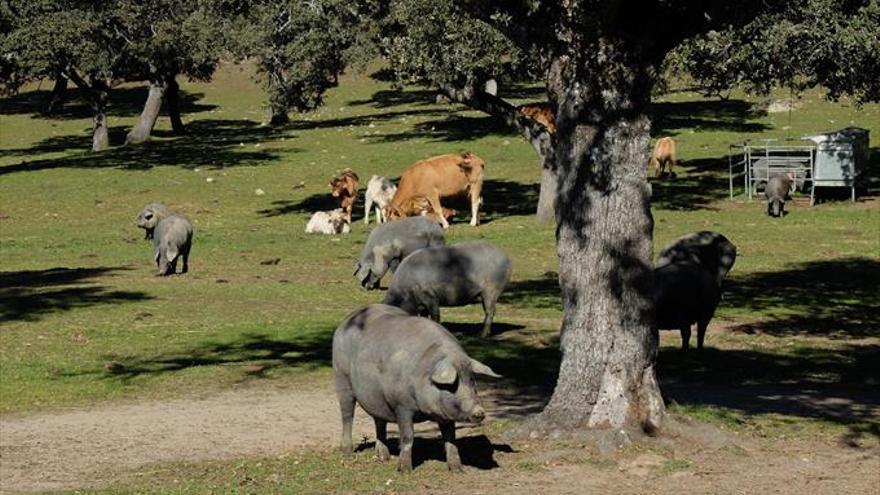 Covap organiza en Extremadura un foro sobre dehesa y ganadería