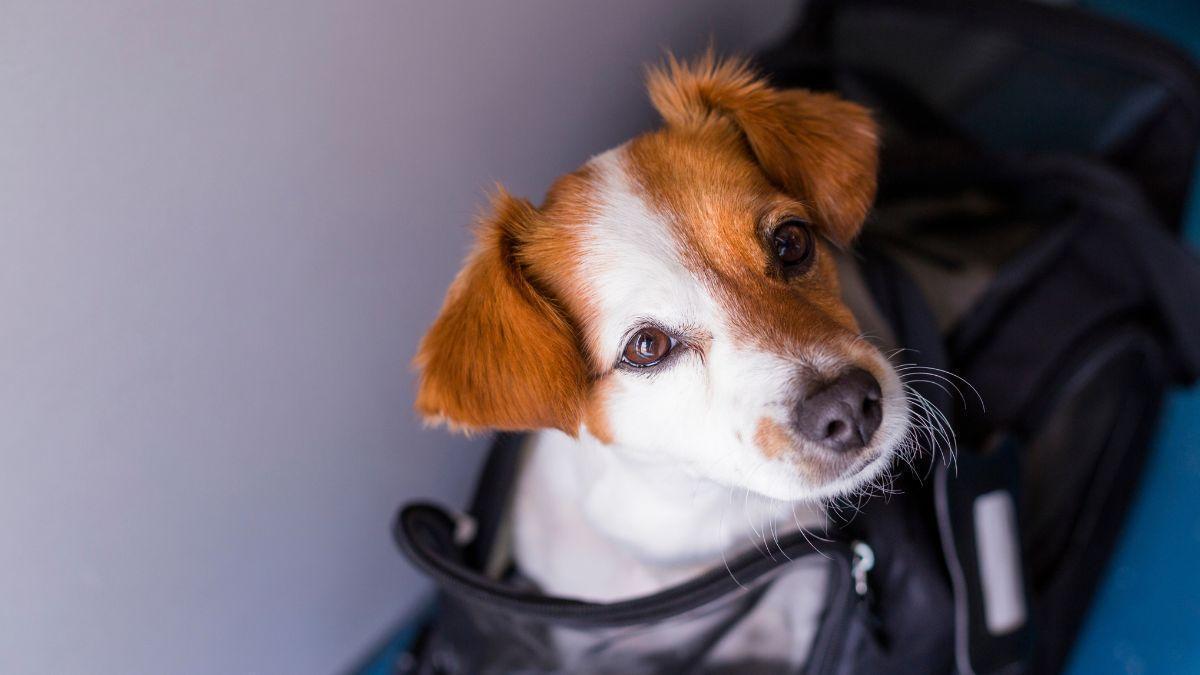 Imagen de archivo de un perro