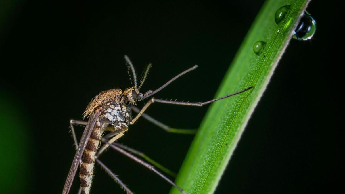 Virus del Nilo Occidental.