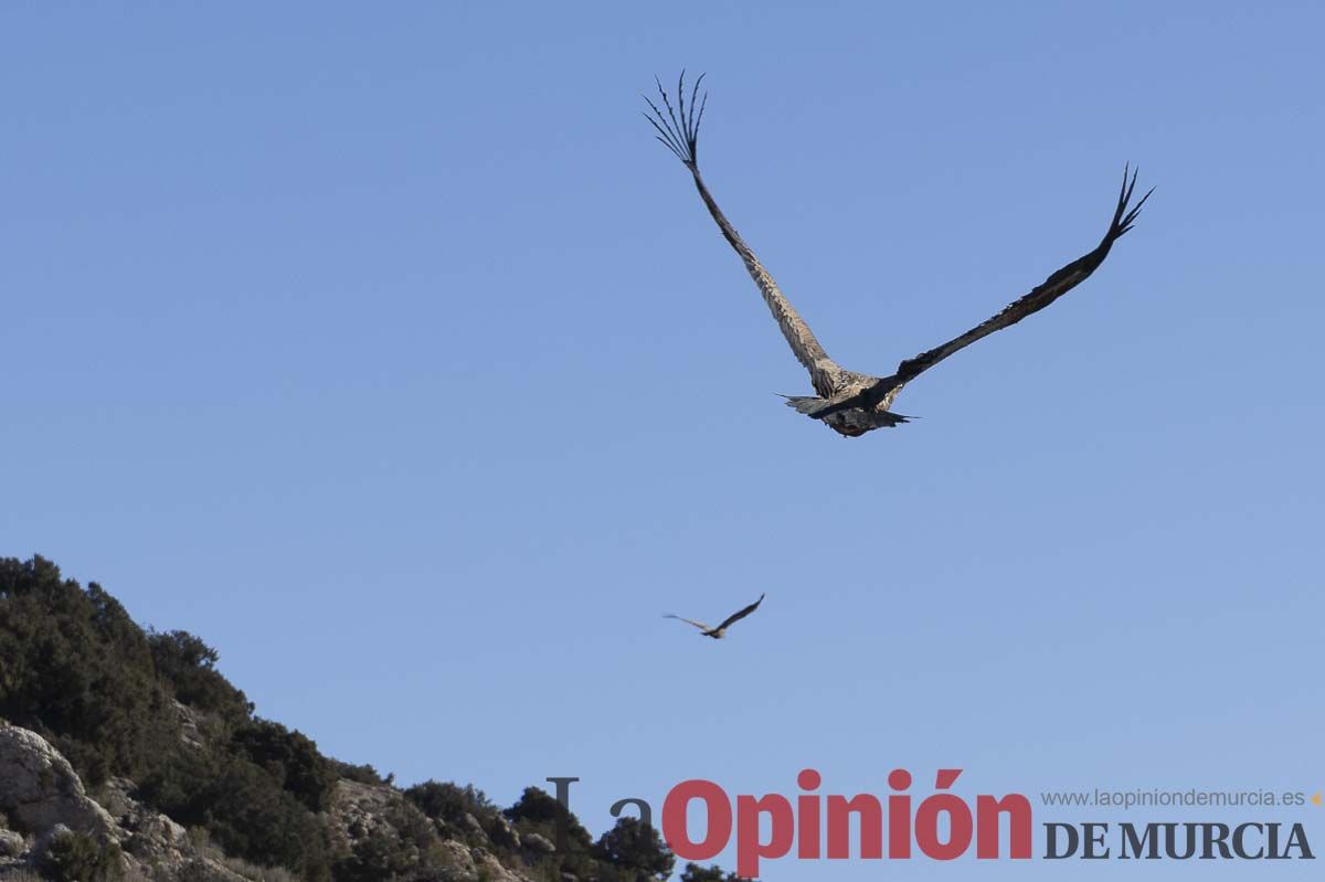 Suelta de dos buitres leonados en la Sierra de Mojantes en Caravaca