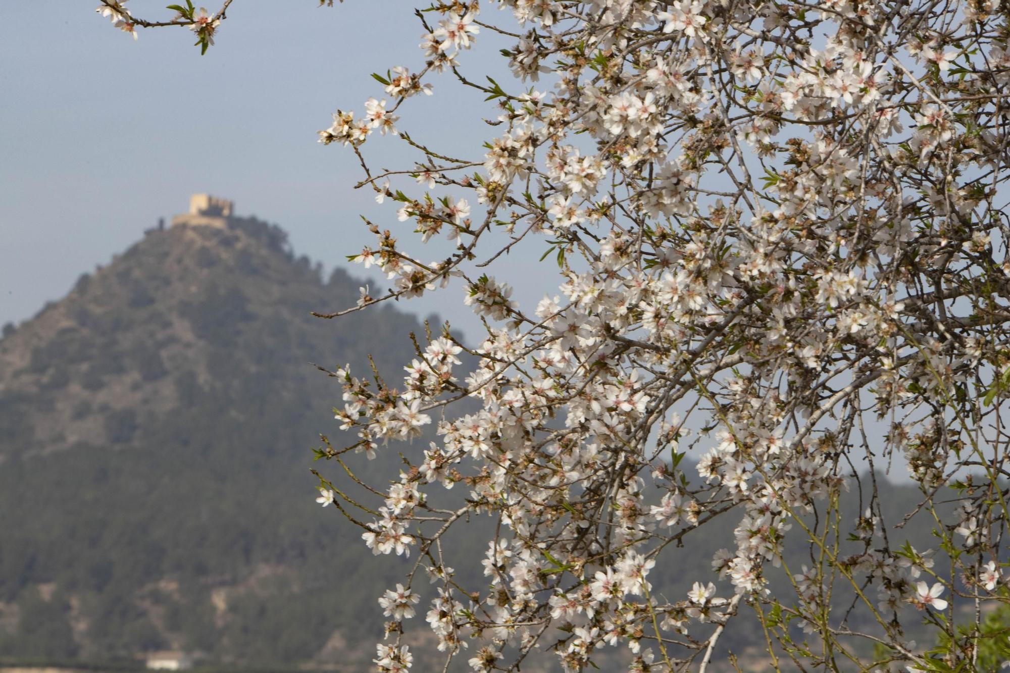 Los almendros en flor ya alegran los paisajes valencianos