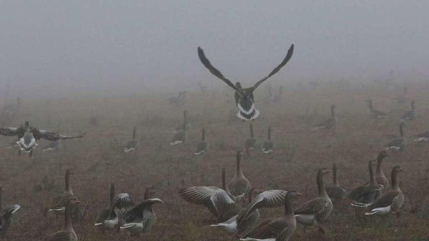 Concentración de aves en una finca próxima a las lagunas de Villafáfila.