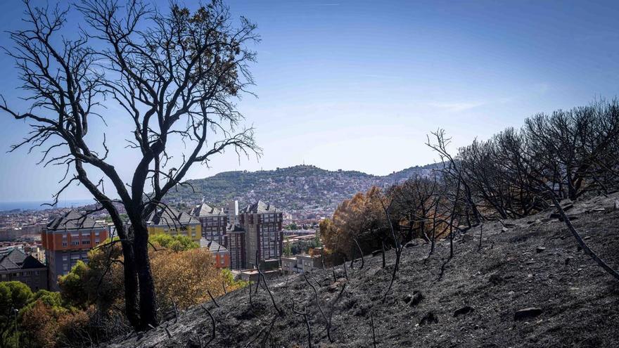 Els Mossos conclouen que el gran incendi de l’agost a Collserola va ser provocat i continuen buscant-ne l’autor