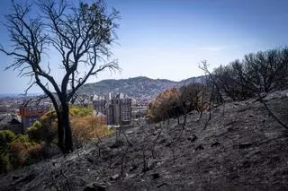 Els Mossos conclouen que el gran incendi de l’agost a Collserola va ser provocat i continuen buscant-ne l’autor