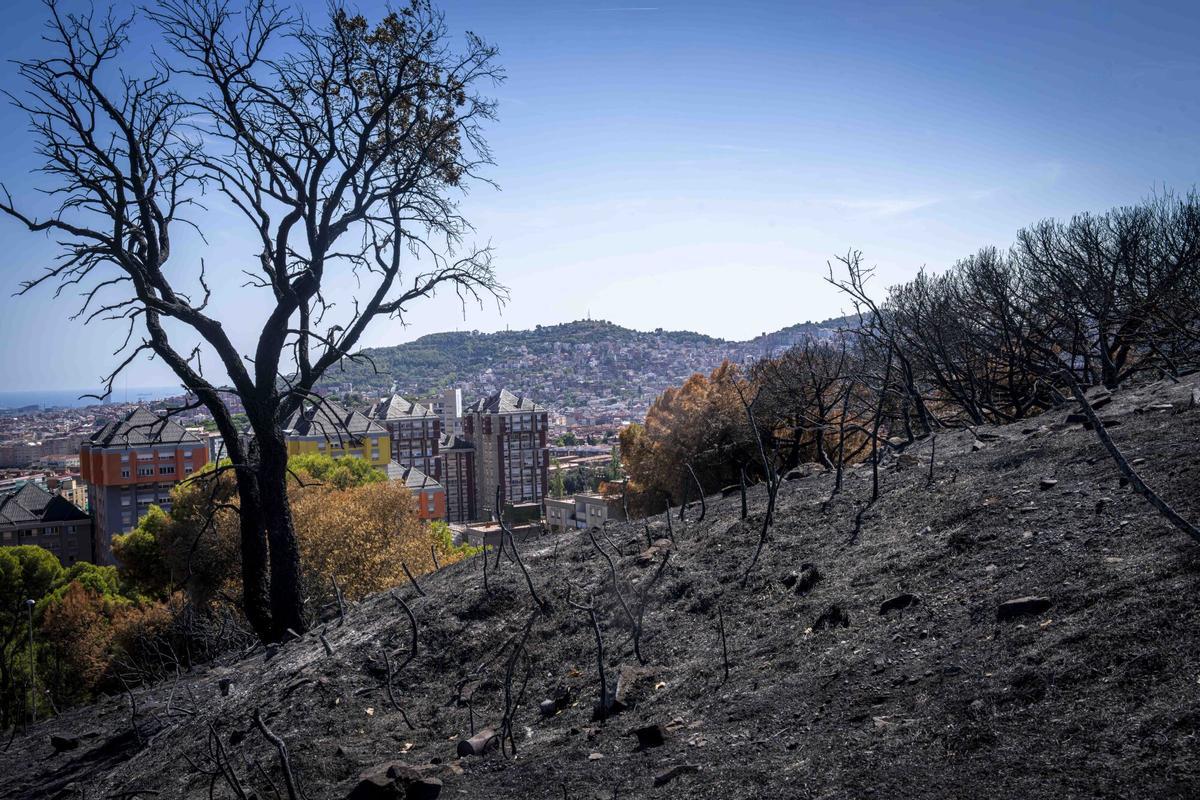 Els Mossos conclouen que el gran incendi de l’agost a Collserola va ser provocat i continuen buscant-ne l’autor