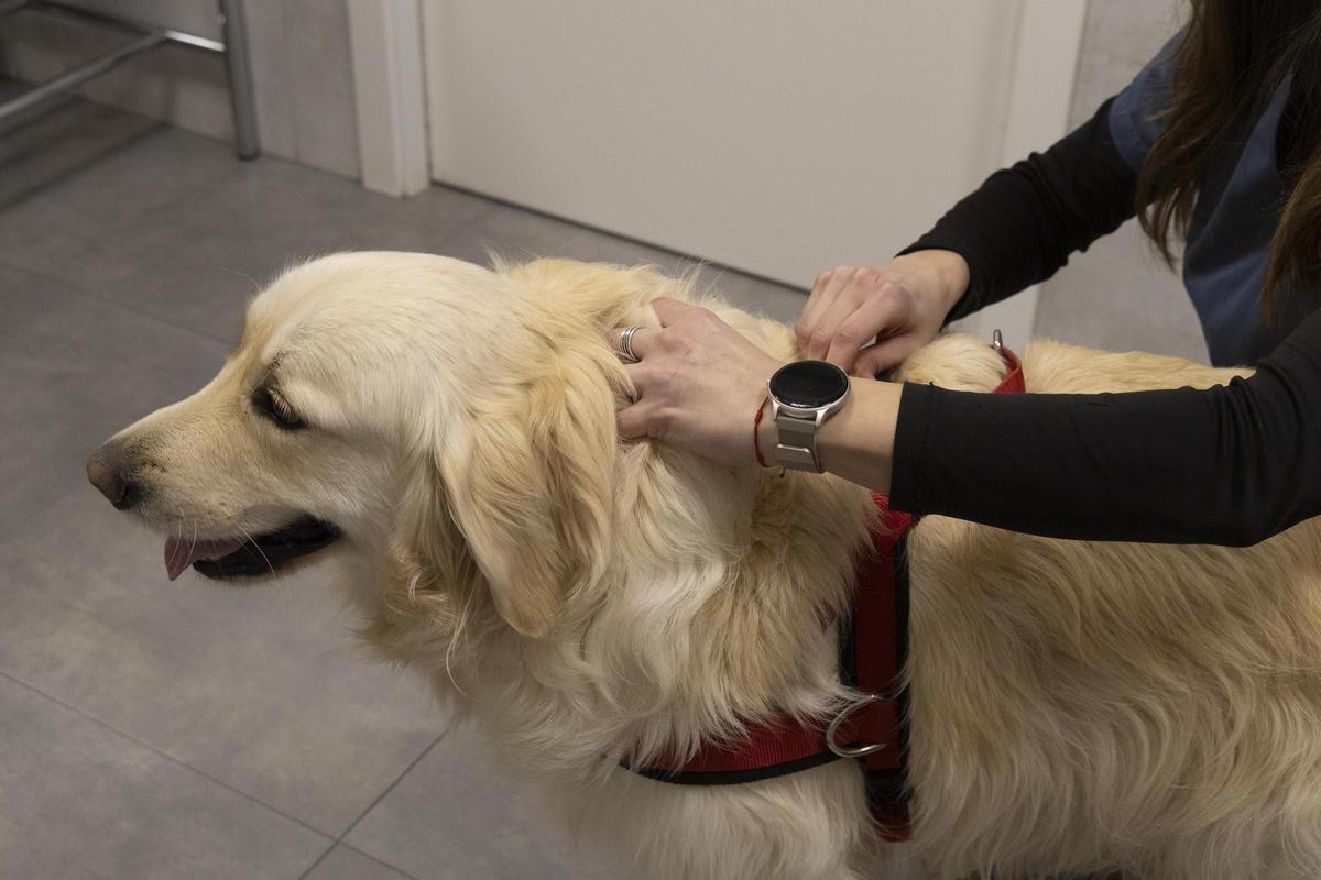 Más de 12.000 mascotas en Ontinyent Más de 12.000 mascotas en Ontinyent