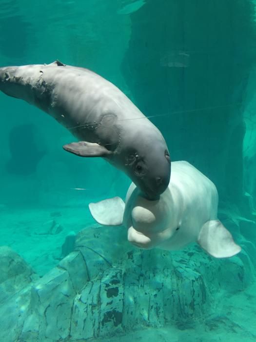 La primera cría de beluga nacida en l'Oceanogràfic