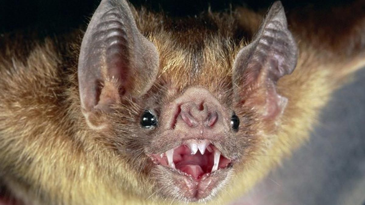 Què és el NeoCov: l’altre coronavirus procedent dels ratpenats