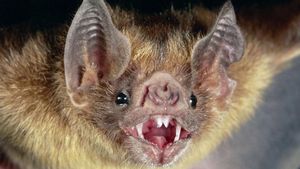 Què és el NeoCov: l’altre coronavirus procedent dels ratpenats