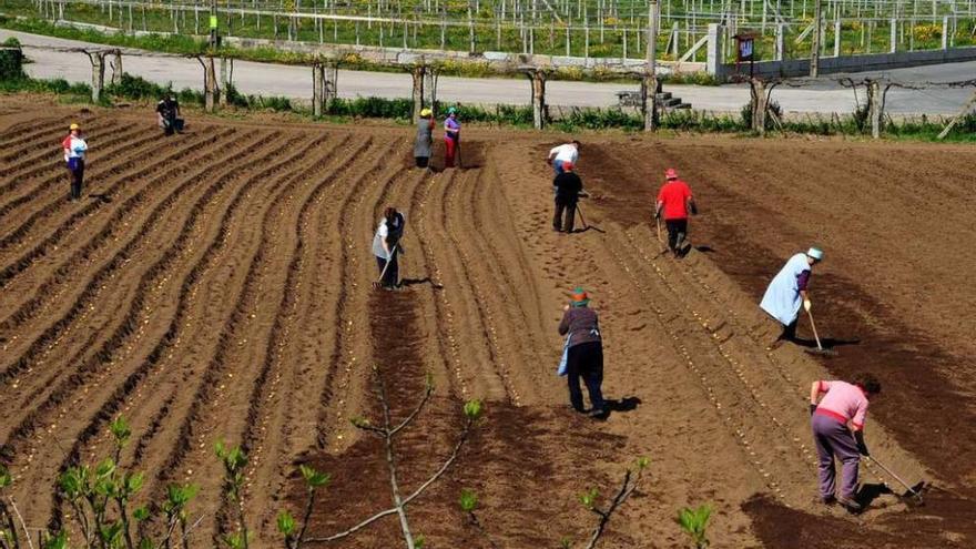 Un grupo de vecinos siembra patata en una finca. // Iñaki Abella