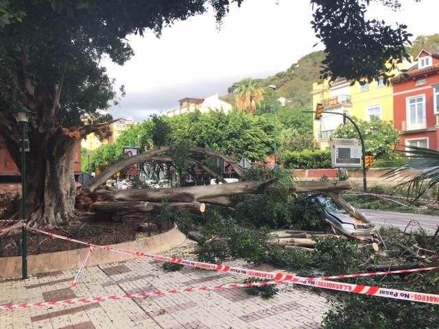 El árbol de la fuente de Reding, en el Paseo de Sancha, golpeado por un rayo.