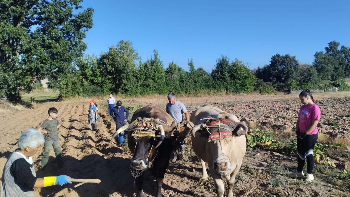 José Pedro González Ramajo, familia y allegados en plena faena de la saca de patata con la pareja de vacas y el burro.