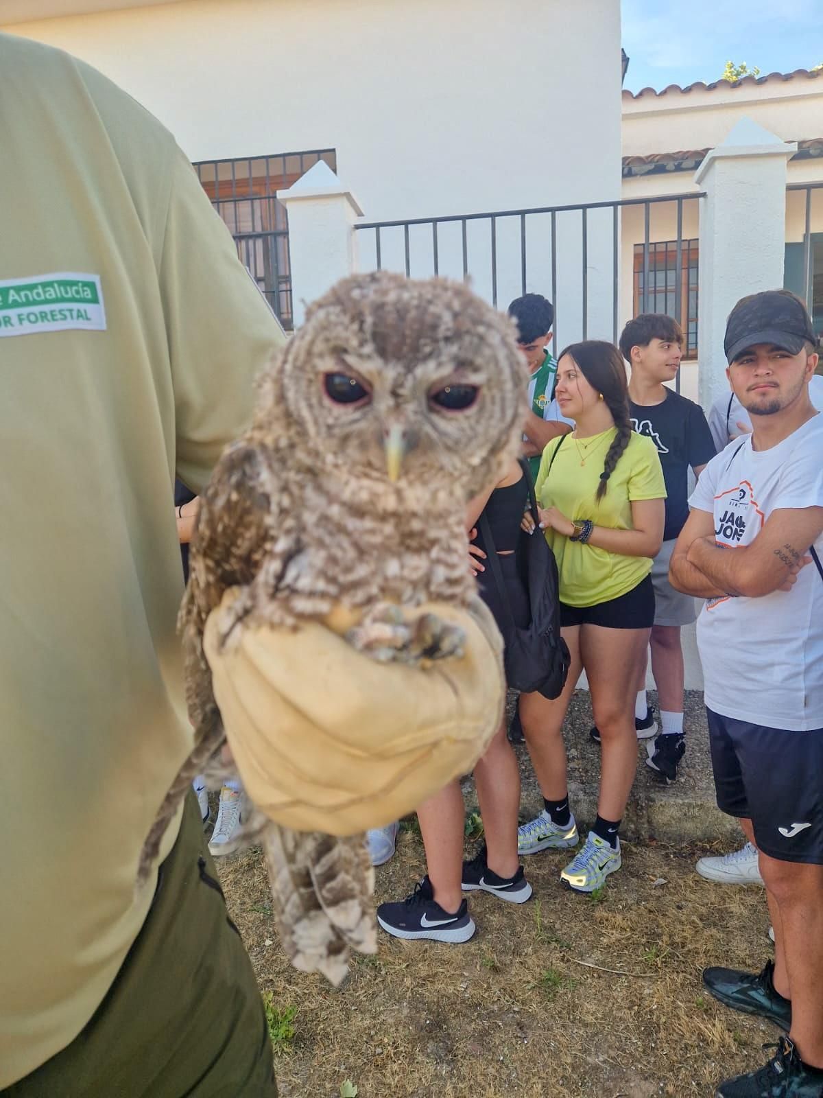 Un técnico sostiene uno de los buhos que se han liberado en la laguna de Zóñar.