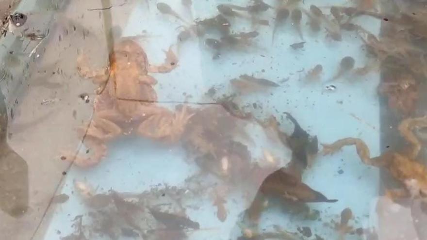 Un muerto en un tiroteo cerca del Colegio Americano de Madrid en Pozuelo de Alarcón.00 00 01 11.Imagen fija001