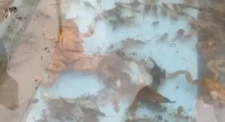 VÍDEO: Así fue la retirada de anfibios de la piscina de Sollovio antes de su apertura