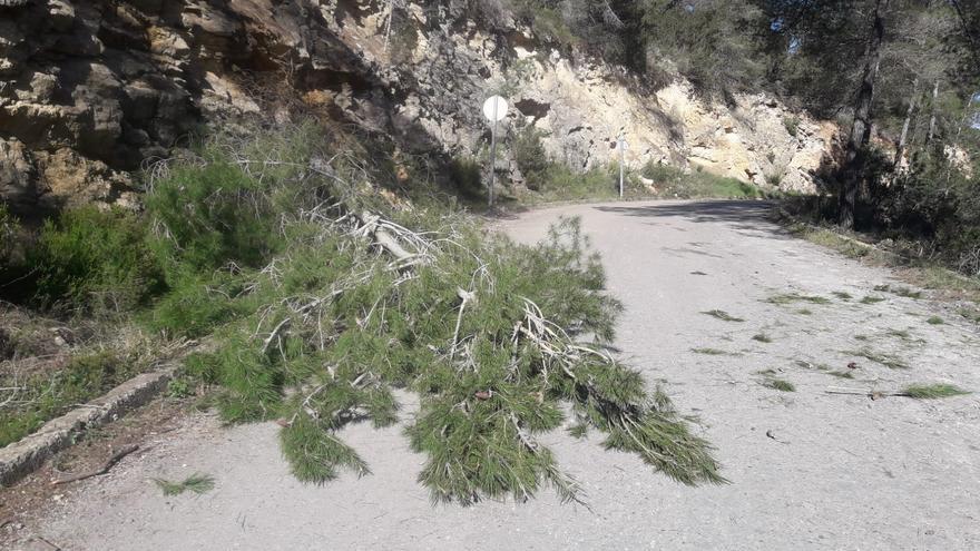 El temporal de viento provoca la caída de varios árboles en Ibiza