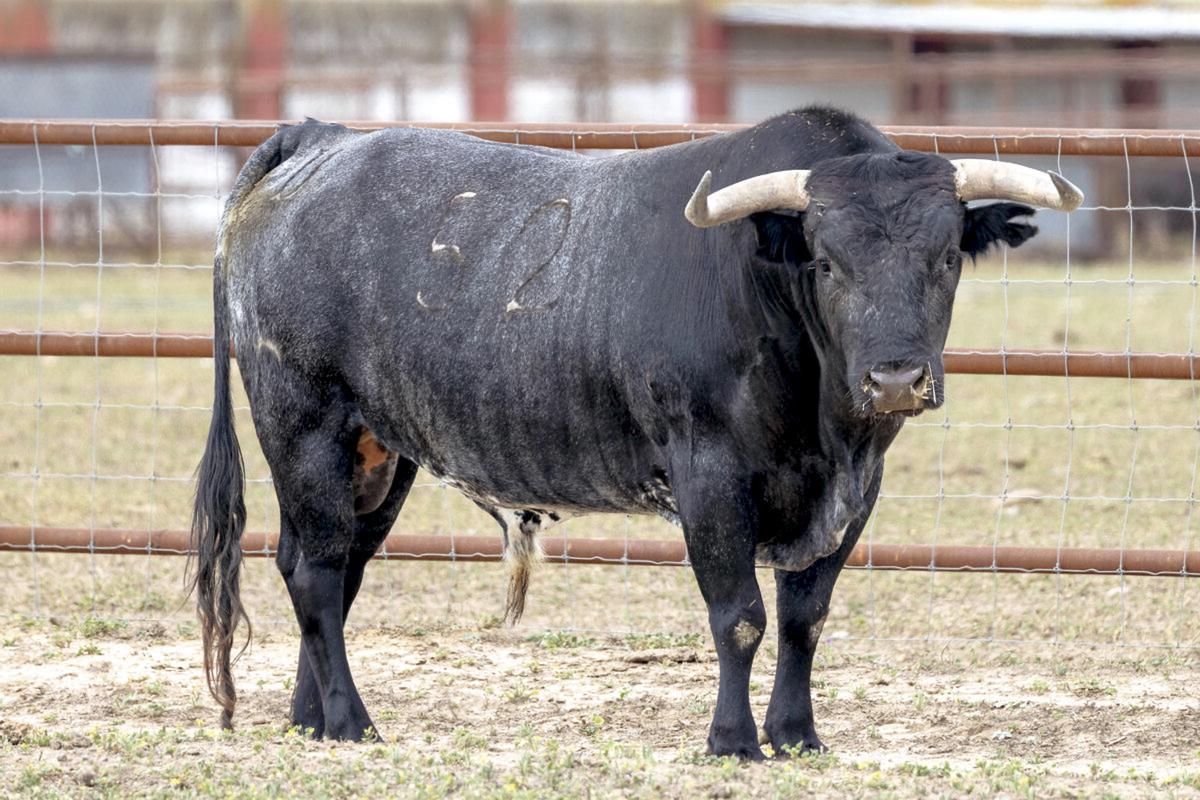 Uno de los toros de Miura que se lidará esta tarde en València